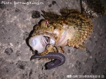 ¥¤¥Ì¥«¥µ¥´