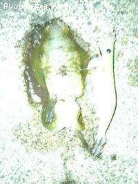 �����ꥤ��