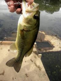 �֥�å��Х�