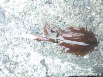 ¥¢¥ª¥ê¥¤¥«