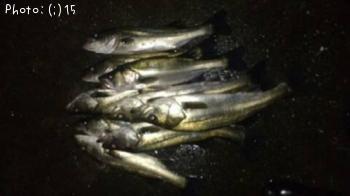 �����Ф�