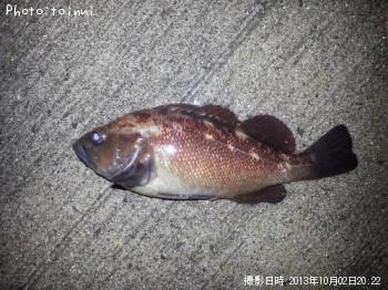 ������Х�