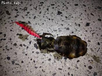 ¥¢¥ª¥ê¥¤¥«