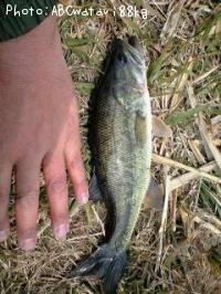 ¥Ö¥é¥Ã¥¯¥Ð¥¹