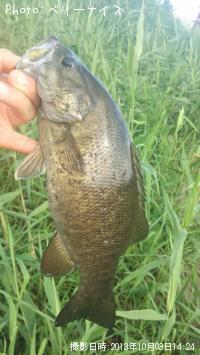 ¥¹¥â¡¼¥ë¥Þ¥¦¥¹¥Ð¥¹