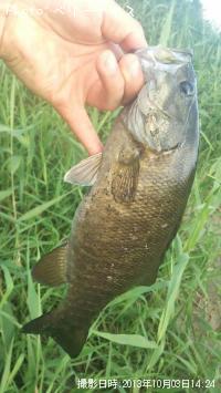 ¥¹¥â¡¼¥ë¥Þ¥¦¥¹¥Ð¥¹