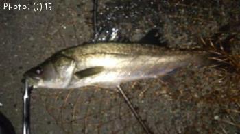 �����Ф�