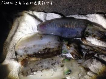 ¥¢¥ª¥ê¥¤¥«