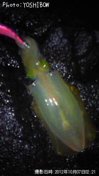 �����ꥤ��