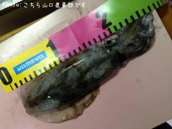 ¥¢¥ª¥ê¥¤¥«