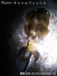 ¥¢¥ª¥ê¥¤¥«