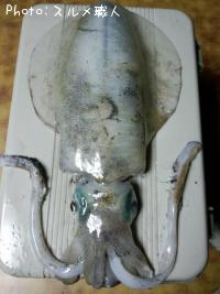 �����ꥤ��