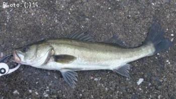 �����Ф�