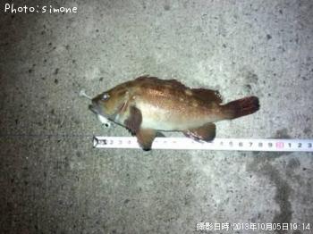 ������Х�