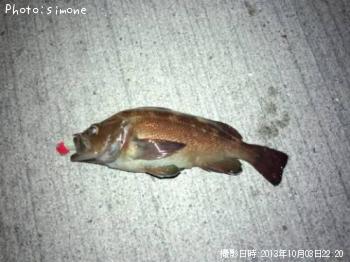 ������Х�