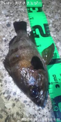 ���ꥢ��Х�