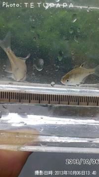 ��Φ�Х饿�ʥ�