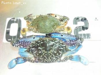 ������󥬥���