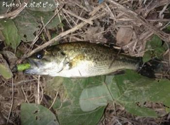 �֥�å��Х�