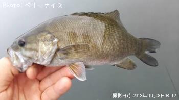 ���⡼��ޥ����Х�