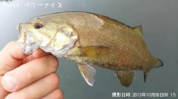 ���⡼��ޥ����Х�