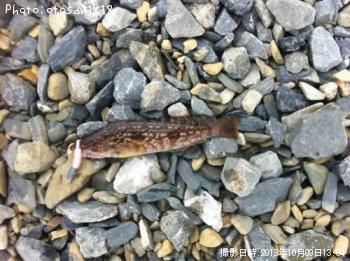 �����ʥ�