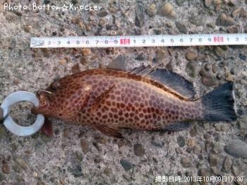 �������ϥ�