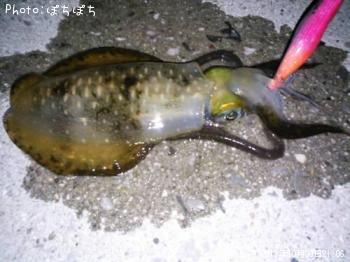 �����ꥤ��