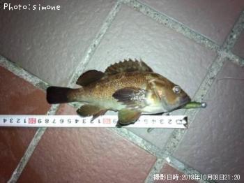 ������Х�