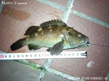 ������Х�