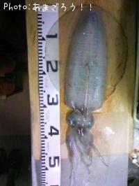 �����ꥤ��