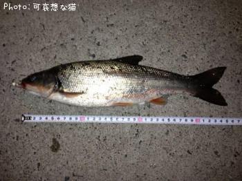 �ޥ륿������