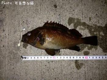 ¥¨¥¾¥á¥Ð¥ë