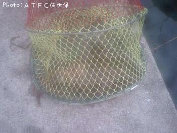 ¥¢¥ª¥ê¥¤¥«