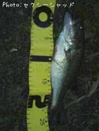 �֥�å��Х�