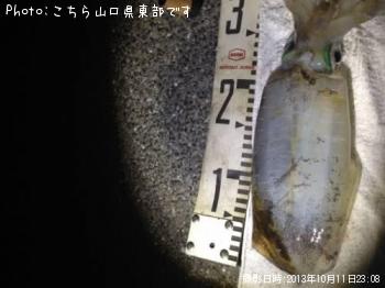 ¥¢¥ª¥ê¥¤¥«