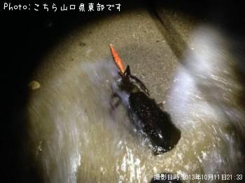 ¥¢¥ª¥ê¥¤¥«