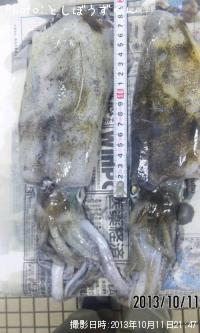 ¥¢¥ª¥ê¥¤¥«