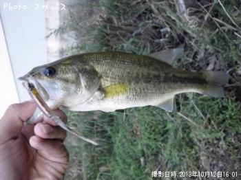 �֥�å��Х�