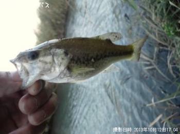 �֥�å��Х�