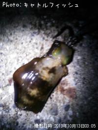 ¥¢¥ª¥ê¥¤¥«