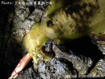 ¥¢¥ª¥ê¥¤¥«