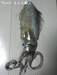 ¥¢¥ª¥ê¥¤¥«