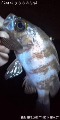 ¥á¥Ð¥ë¡õ¥·¡¼¥Ð¥¹