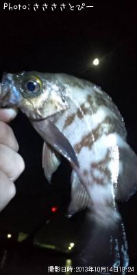 ¥á¥Ð¥ë¡õ¥·¡¼¥Ð¥¹