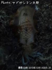 �����ꥤ��