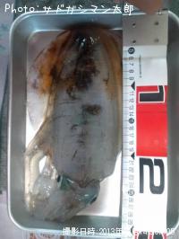 �����ꥤ��