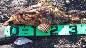 ¥¿¥±¥Î¥³¥á¥Ð¥ë