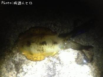 �����ꥤ��