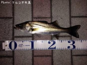 �����Х�